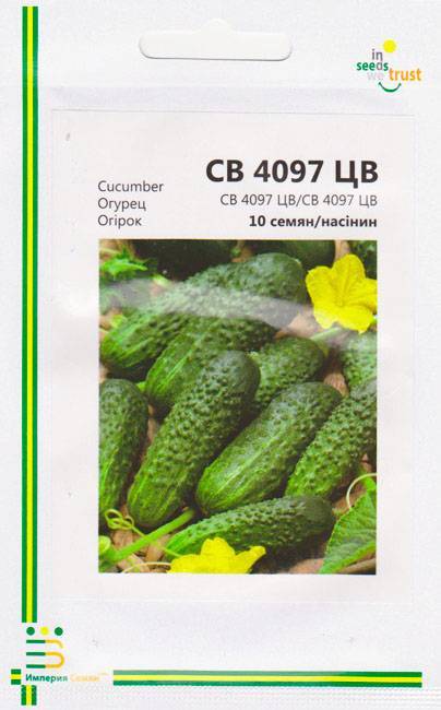 Сорт огурцов св 4097 цв f1: описание, характеристика и отзывы, фото, а также особенности выращивания