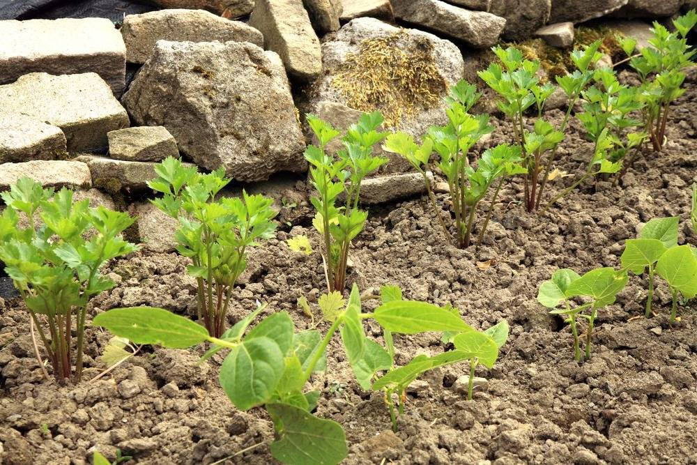 Как вырастить сельдерей черешковый: выращивание и уход, особенности посева семян и видео как правильно сажать рассаду в открытый грунт