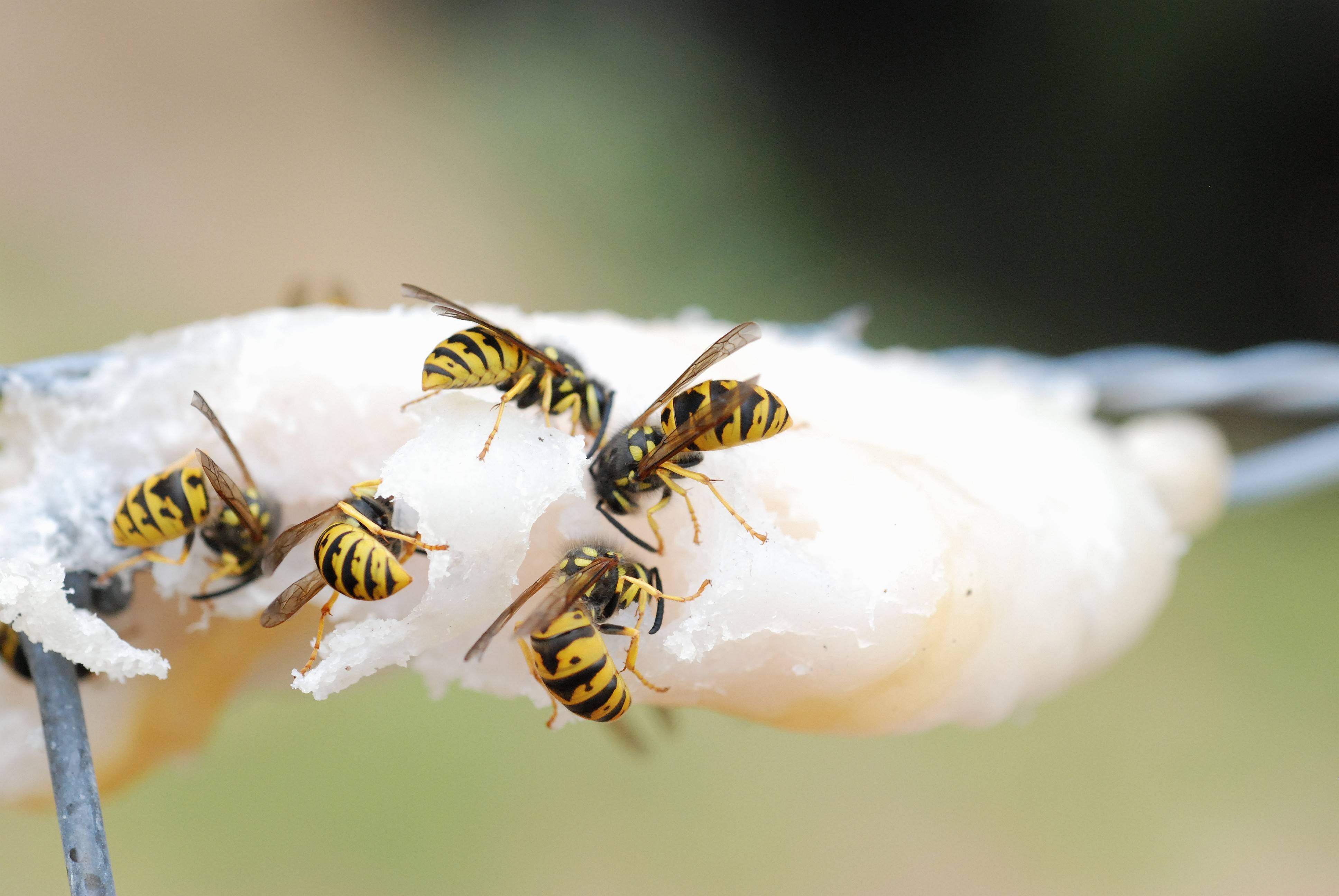 Польза и вред от ос – как поддержать добрососедские отношения между человеком и насекомыми. для чего нужны осы в природе