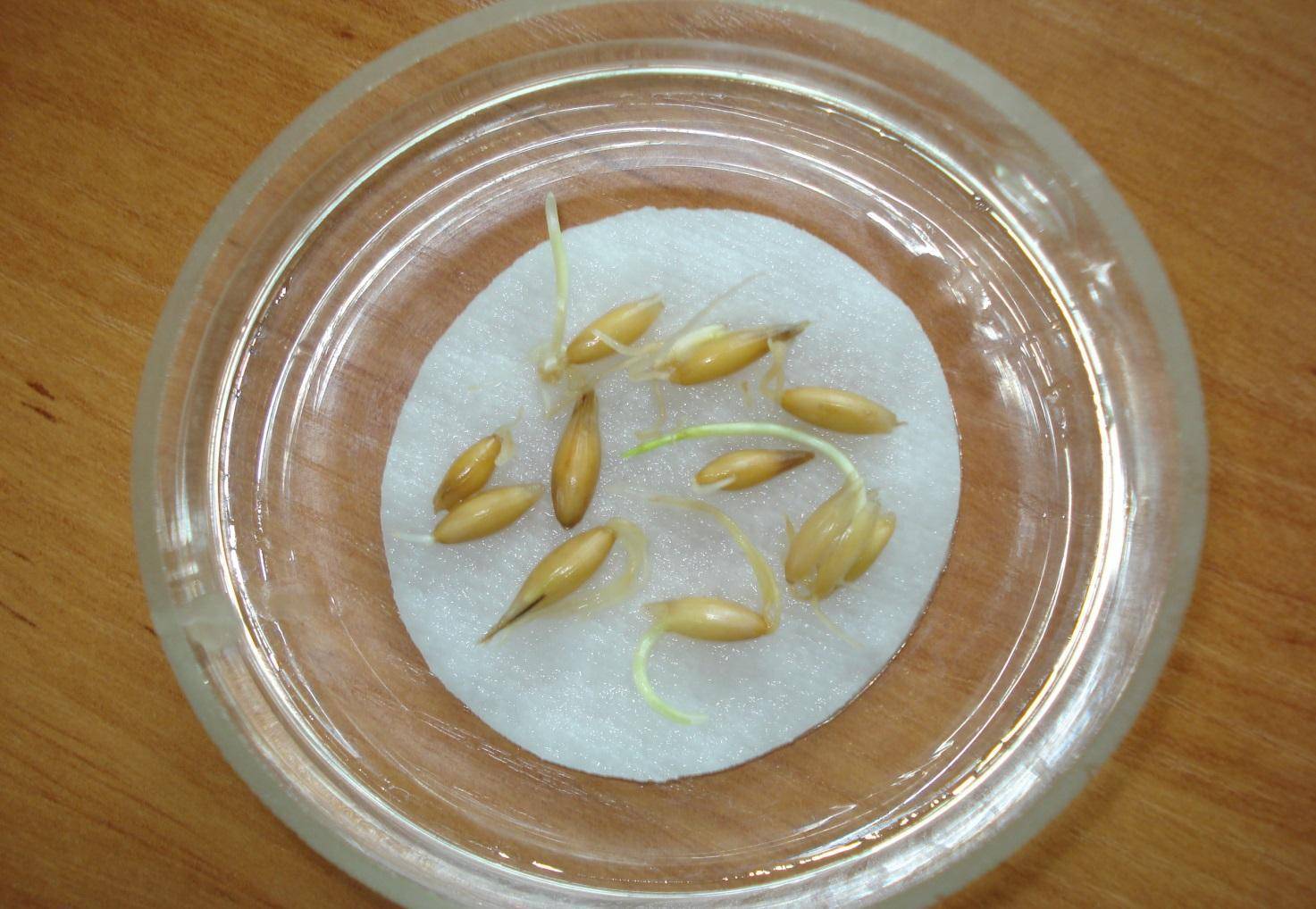 Об обработанных семенах огурцов: можно ли замачивать их перед посадкой