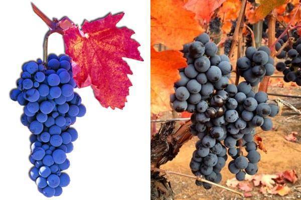 "винный" виноград: особенности выращивания, популярные сорта | садоводство и огородничество