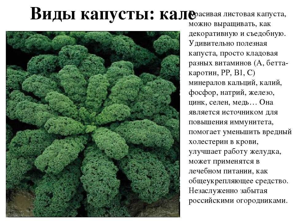 10 лучших сортов листовой капусты с описанием и характеристиками, выращивание