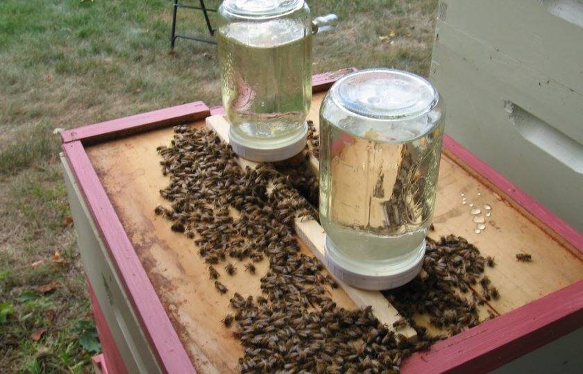 Когда весной кормить пчел, какой корм лучше