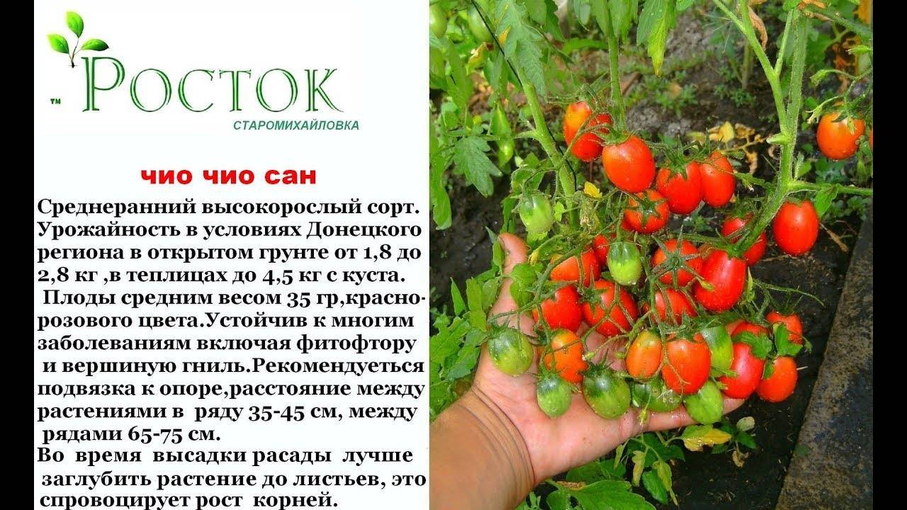 Вкусный томат «чио-чио-сан»: отзывы и мнение тех кто сажал ( фото).