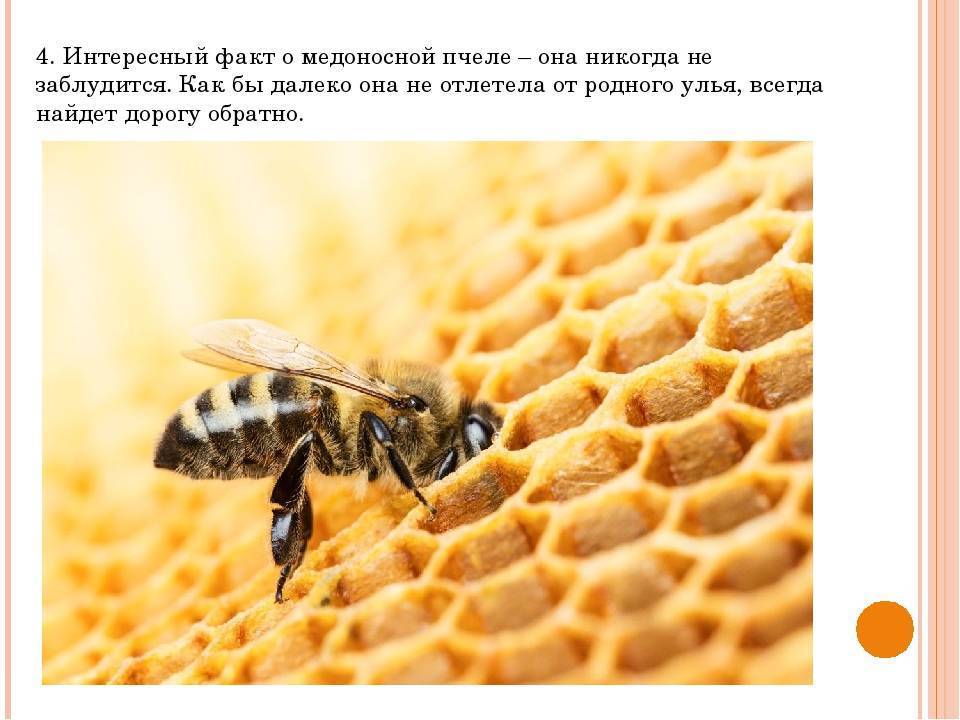 Интересные факты о пчёлах, которые изменят ваше представление о них • всезнаешь.ру