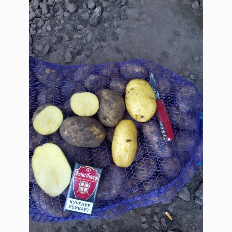 Сорт картофеля джувел: описание и характеристика, отзывы