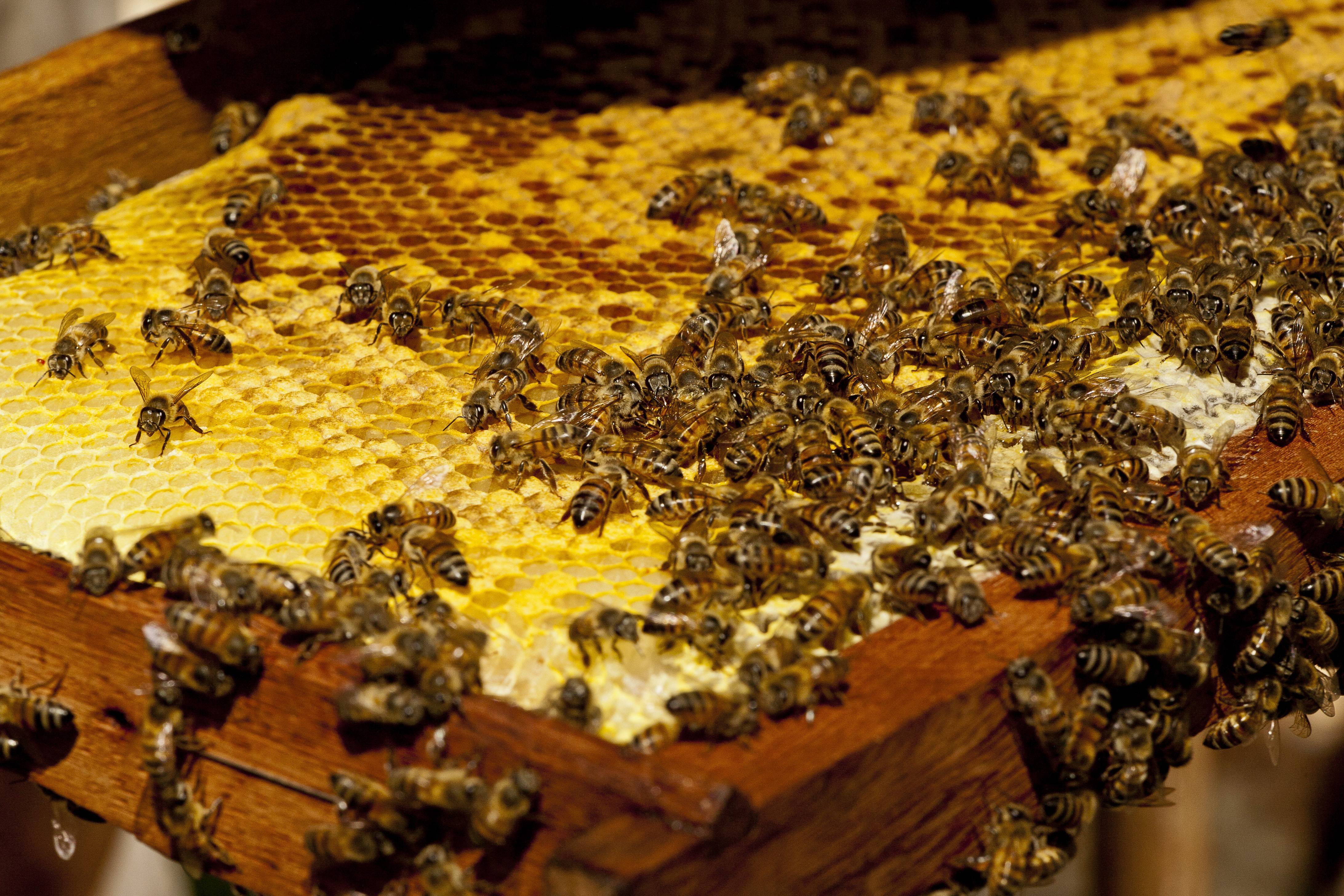 Гибридная пчела-убийца: на ее совести уже 300 жизней, и ее не остановить