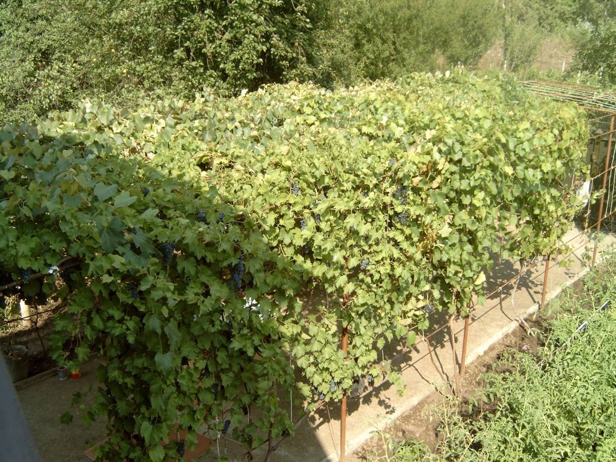 Виноград на урале: как выращивать в открытом грунте для начинающих, посадка и уход