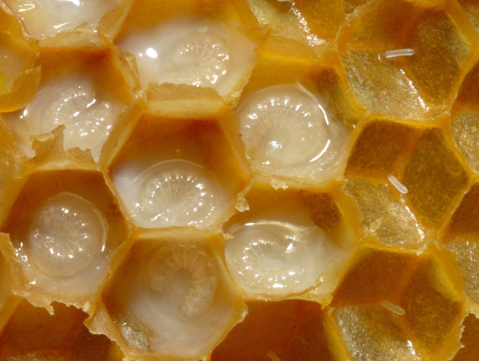 Пчелиное маточное молочко: лечебные свойства, как принимать, хранить?