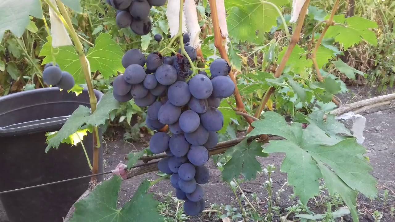 Виноград сфинкс - описание сорта отзывы