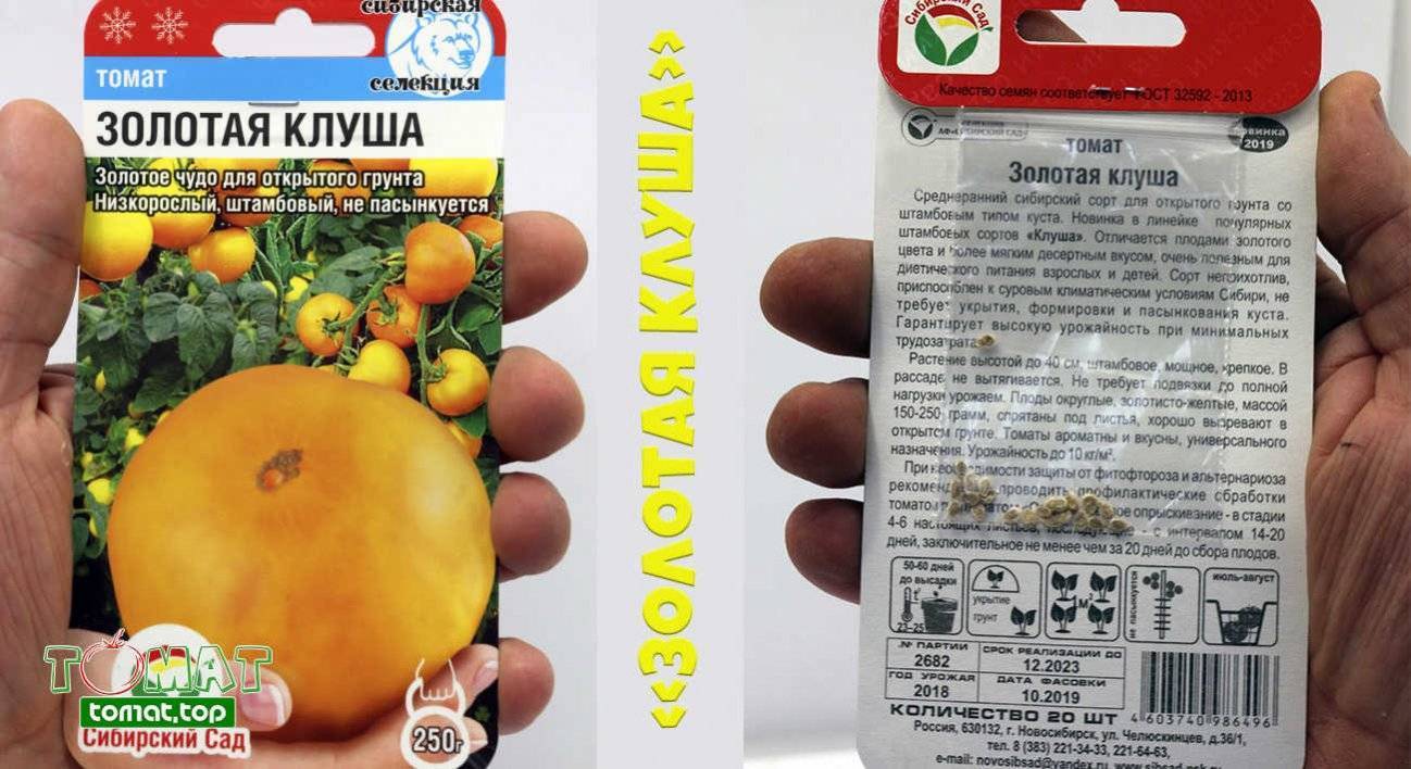 Описание и характеристики сорта томатов Клуша, урожайность и выращивание