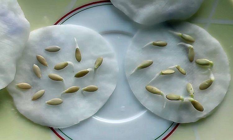 Правила сбора и заготовки семян огурцов: какие оставить для семенного материала