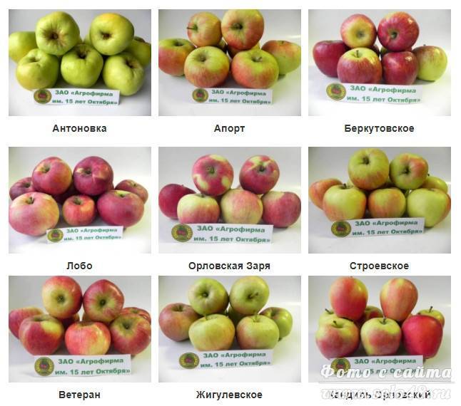 Красные сорта яблок: описание сортов, сроки созревания и фото