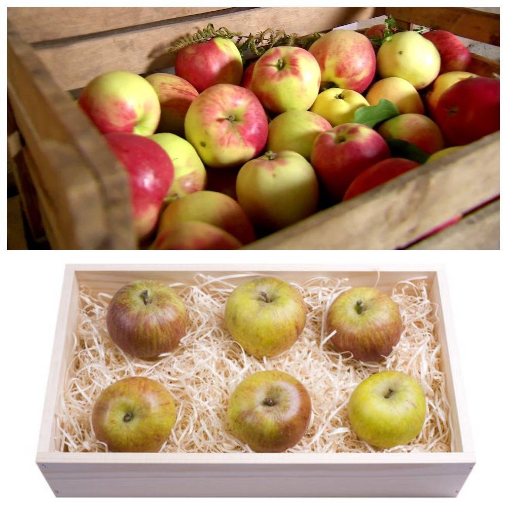 Как хранить антоновку? как хранятся яблоки в зимний период дома?