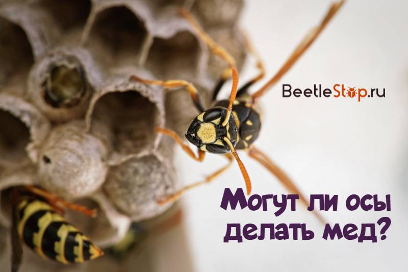 Делают ли осы мед: интересные факты, подробности, фото- и видеообзор