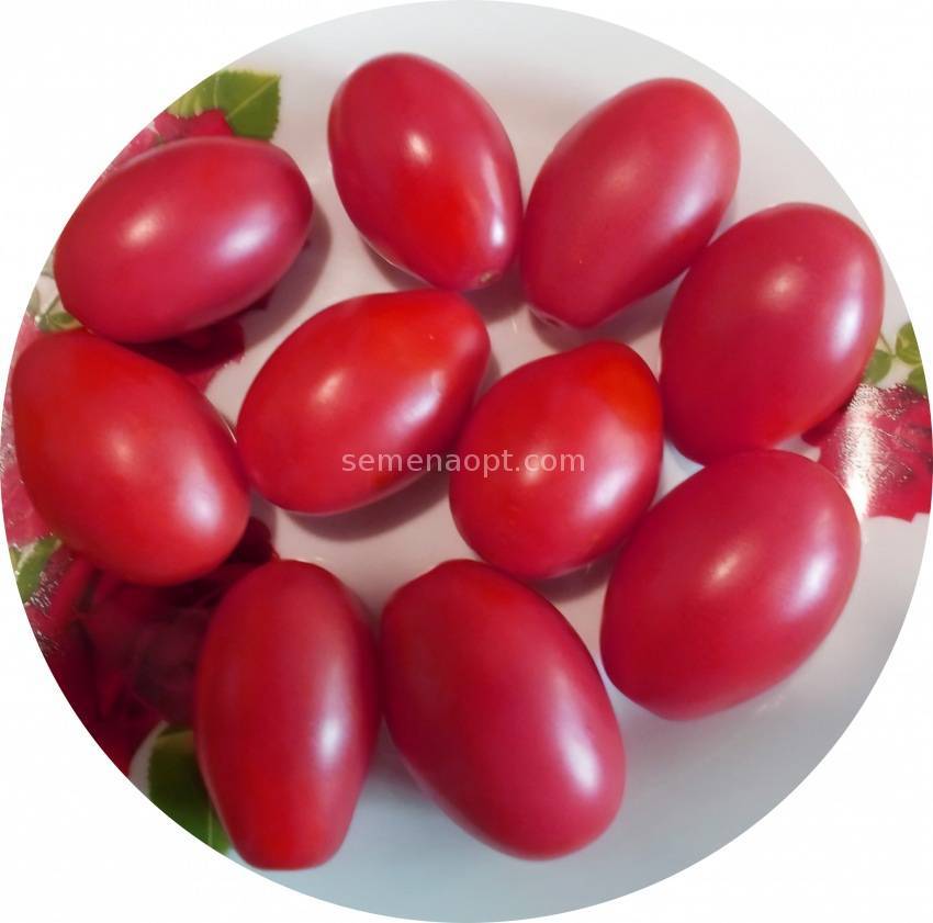 Все преимущества сорта томата «медовая сливка»