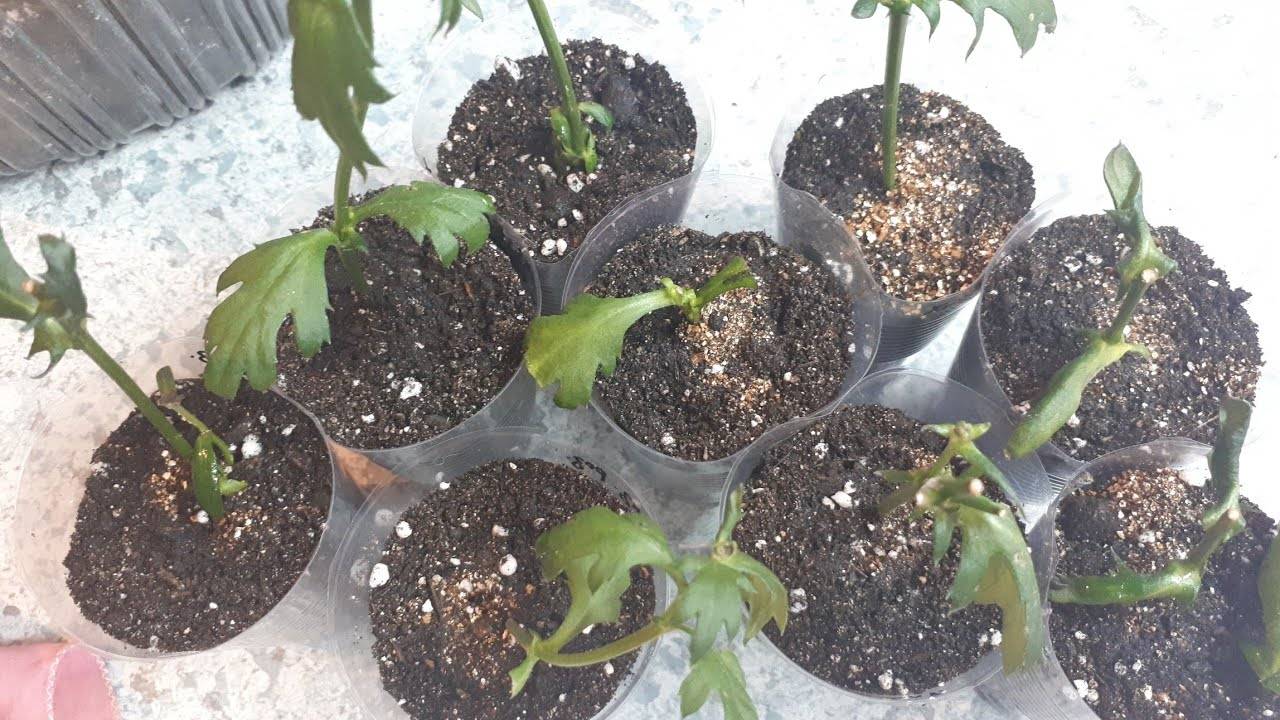 Хризантема из букета: как укоренить, размножить черенками, посадить в горшок дома, если дала корни в вазе, пошагово, видео, фото
