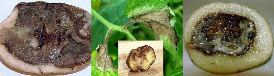 Кольцевая гниль картофеля: описание как лучше избавиться, какие существуют методы борьбы, способы лечения и фото клубней