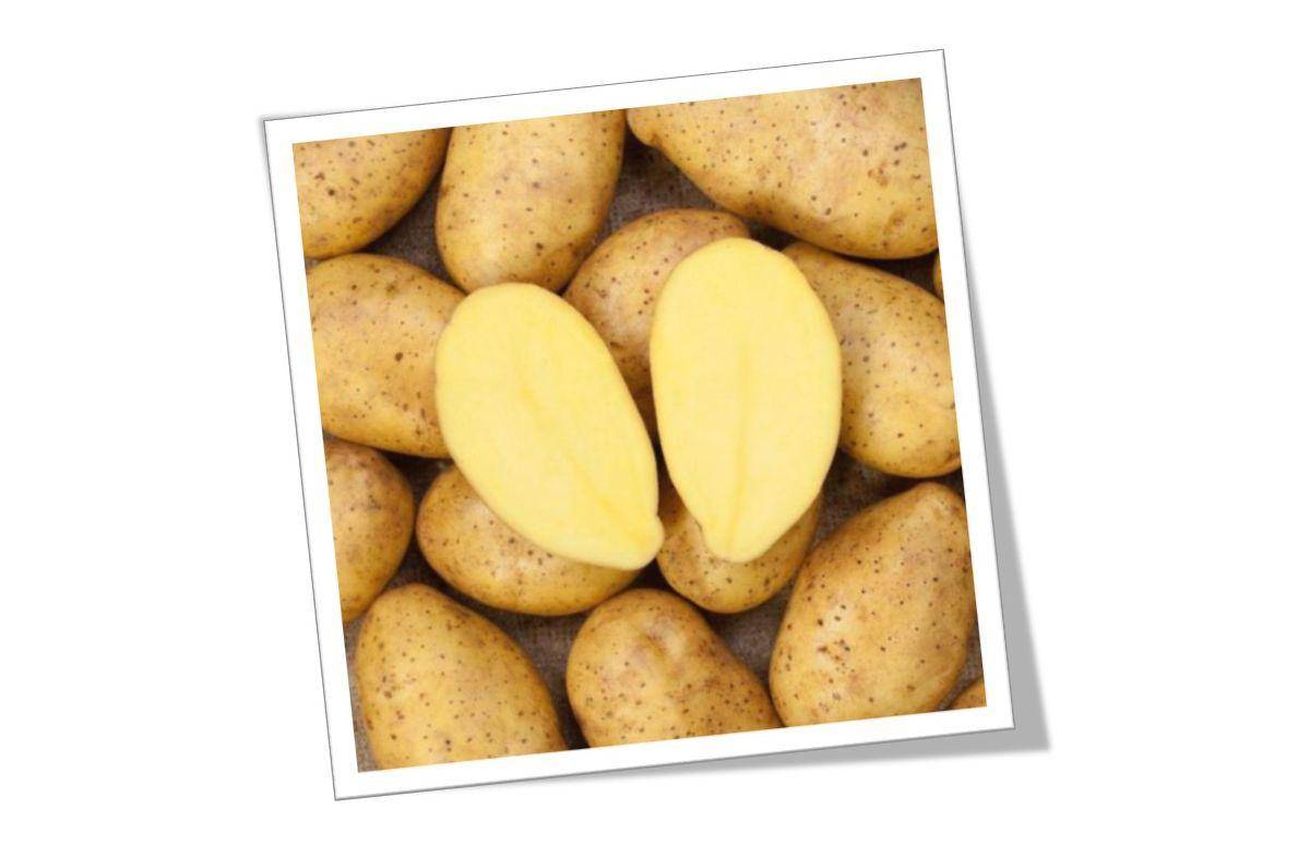 Щедрые урожаи для умелых земледельцев — картофель зекура: описание сорта и отзывы