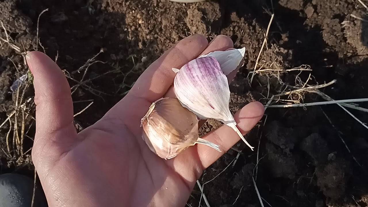 Новые побеги чеснока - выращивание из бульбочек