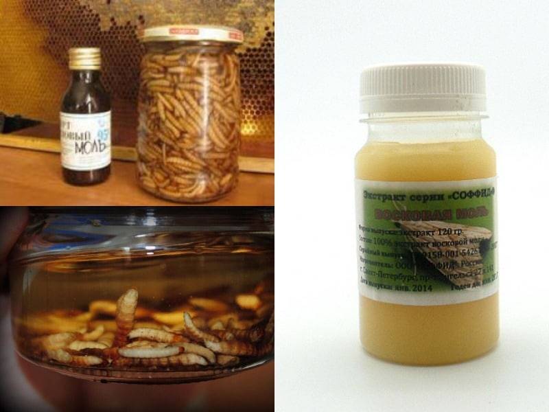 Пчелиная моль – настойка и её применение в лечении