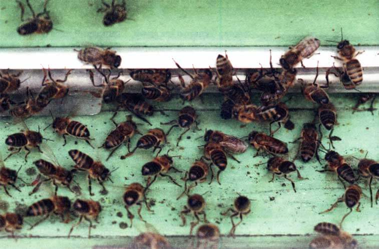 Варроатоз - хитрости пчеловода в борьбе с варроатозом