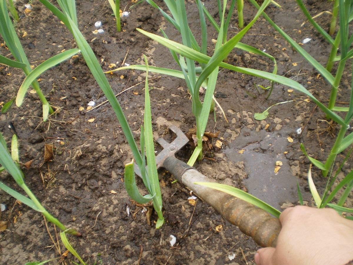 Выращивание чеснока озимого в открытом грунте