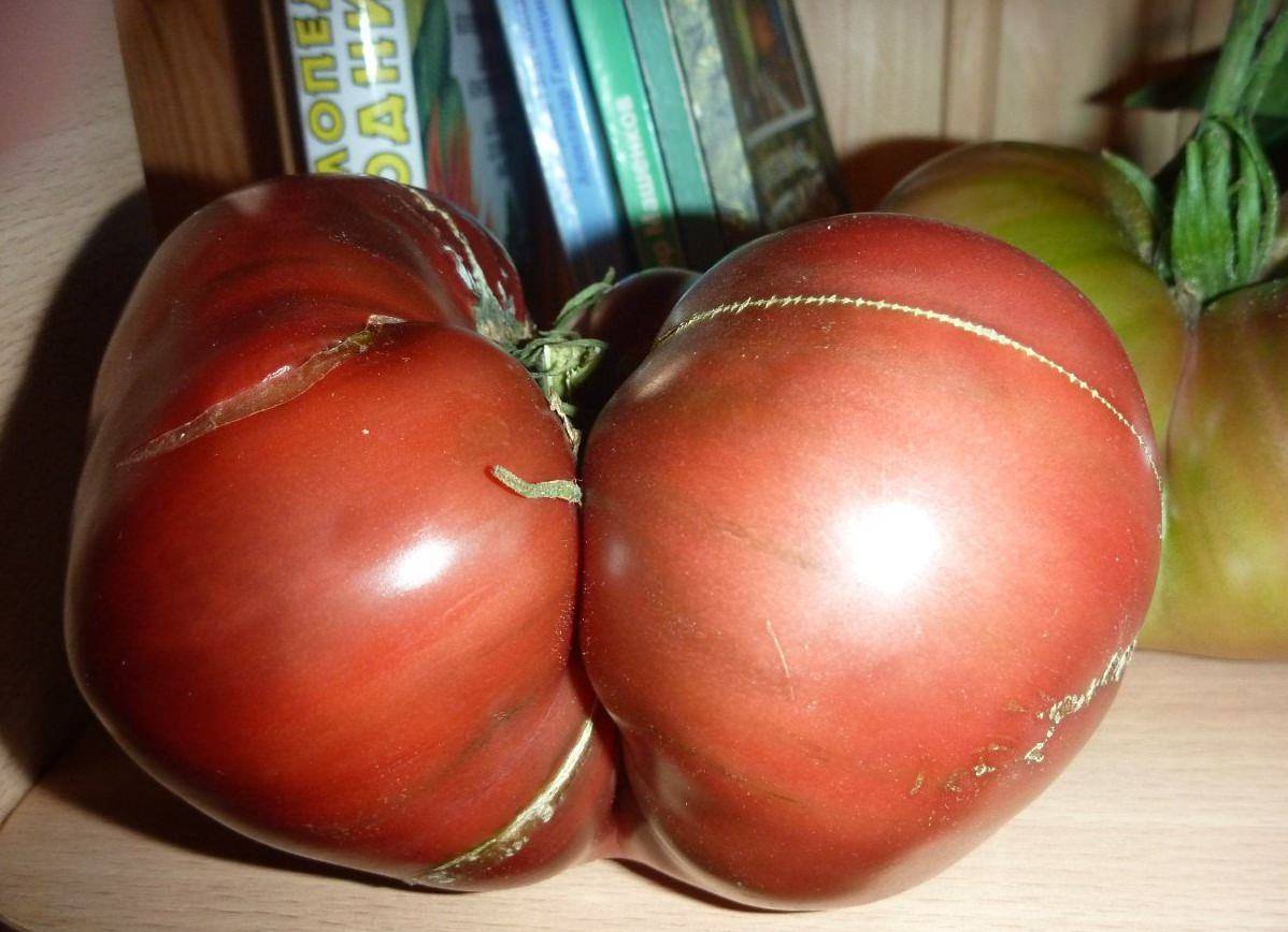 Томат шоколадка f1: характеристика и описание сорта, отзывы тех кто сажал помидоры об их урожайности, фото куста