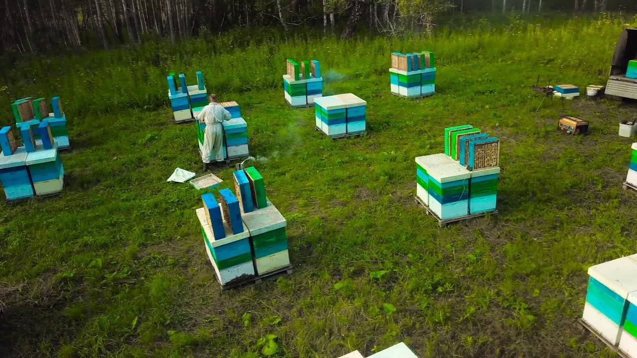 Среднерусская пчела: описание, районы разведения и советы для начинающих пчеловодов. | cельхозпортал