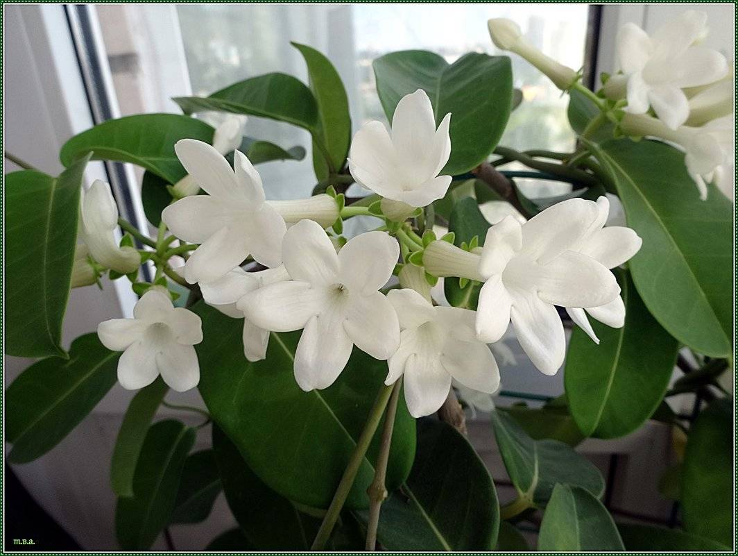 Стефанотис: инструкция, как ухаживать за тропическим цветком в домашних условиях (170 фото)