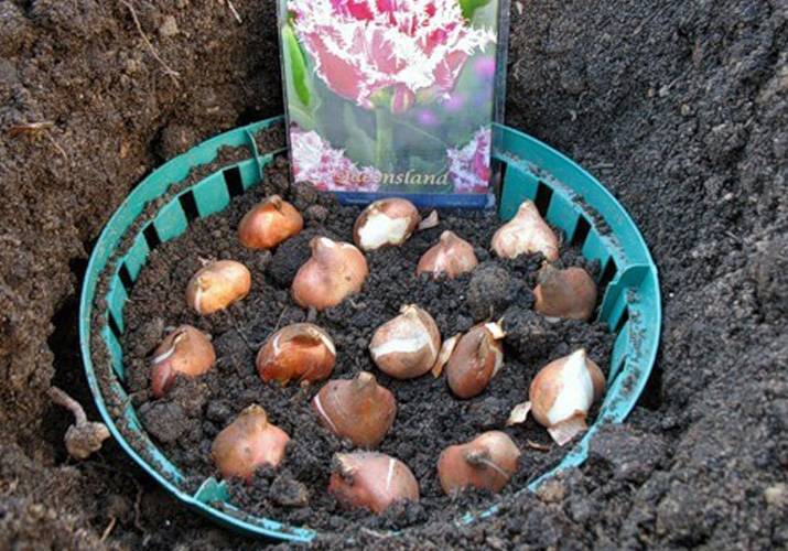 Тюльпаны: когда сажать луковицы осенью в грунт?