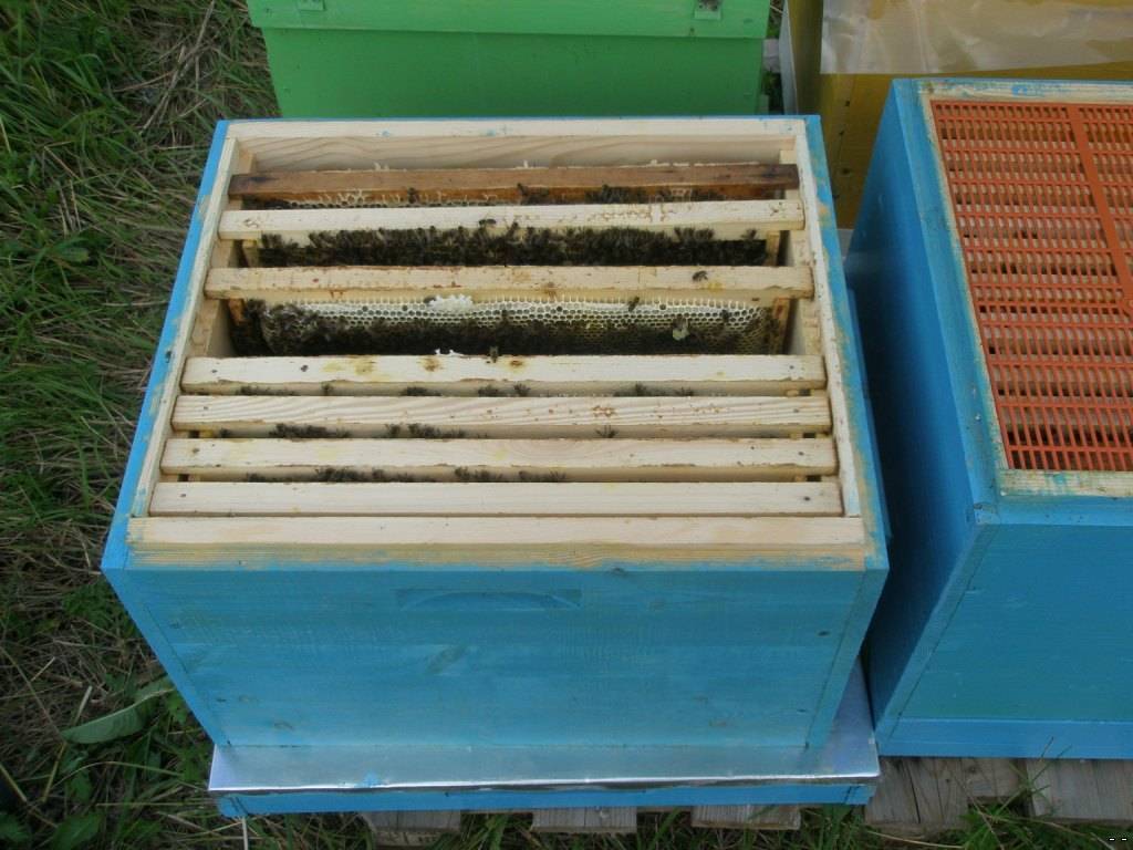 Инструкция для начинающего пчеловода - с чего начать