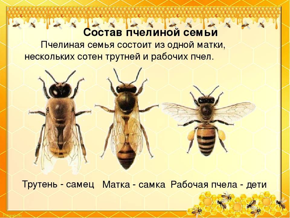 Как можно стать пчелой. Пчела матка трутень. Самка пчелы. Матка трутень рабочая пчела. Трутри Матри и рабочие пчелы.