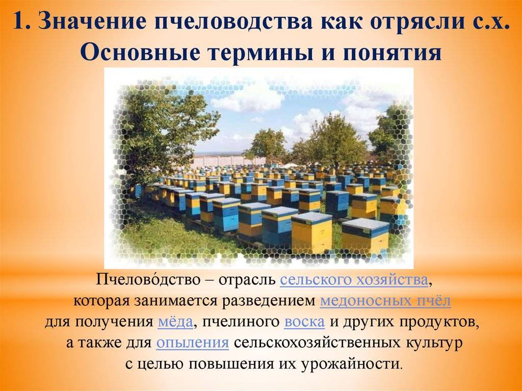История возникновения пчеловодства в россии