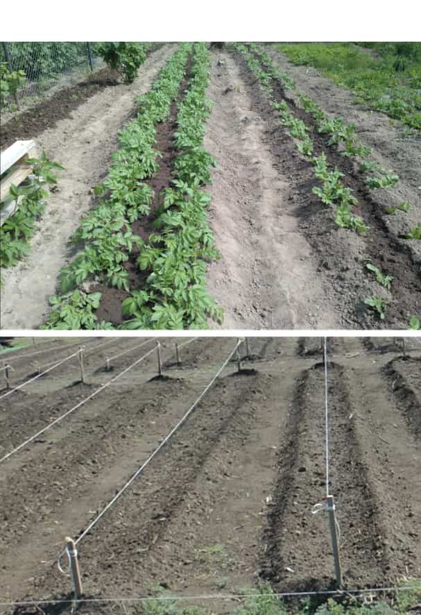 Посадка и выращивание картофеля по методу митлайдера — selok.info