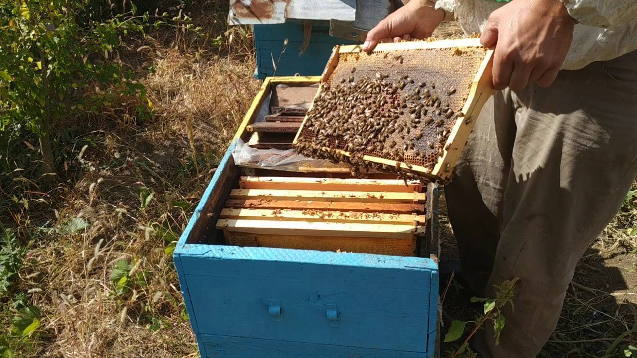 Как сделать отводок пчел: простые и эффективные способы
