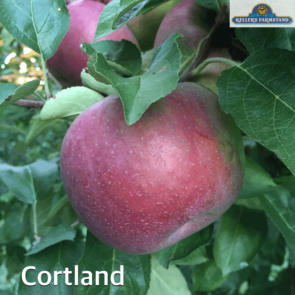 Яблоня кортланд: описание и фото дерева и его плодов, отзывы садоводов