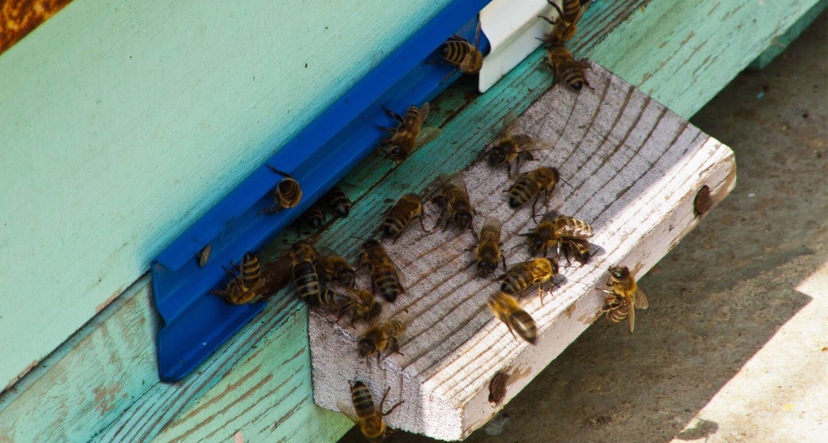 Пчелиный помет (какашки) и его особенности