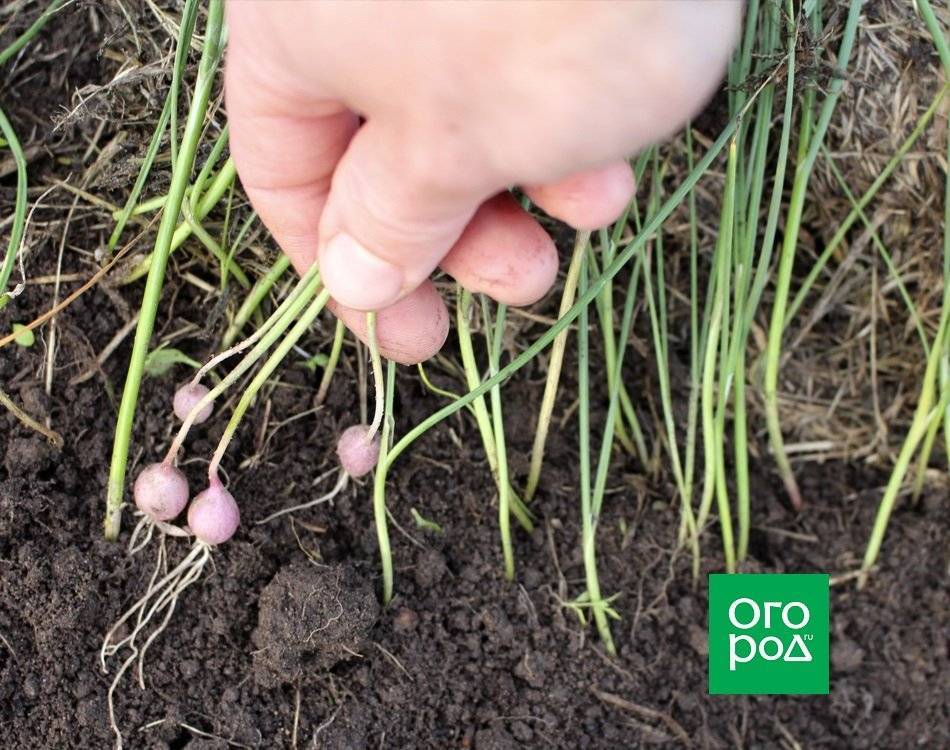 Правильная посадка чеснока весной на головку в открытый грунт: как посадить зубчиками, пошаговая инструкция