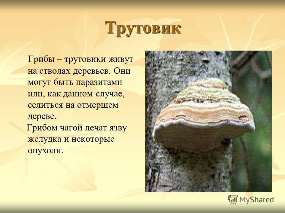 Трутовик березовый: лечебные свойства и противопоказания, рецепты настойки из гриба, фото