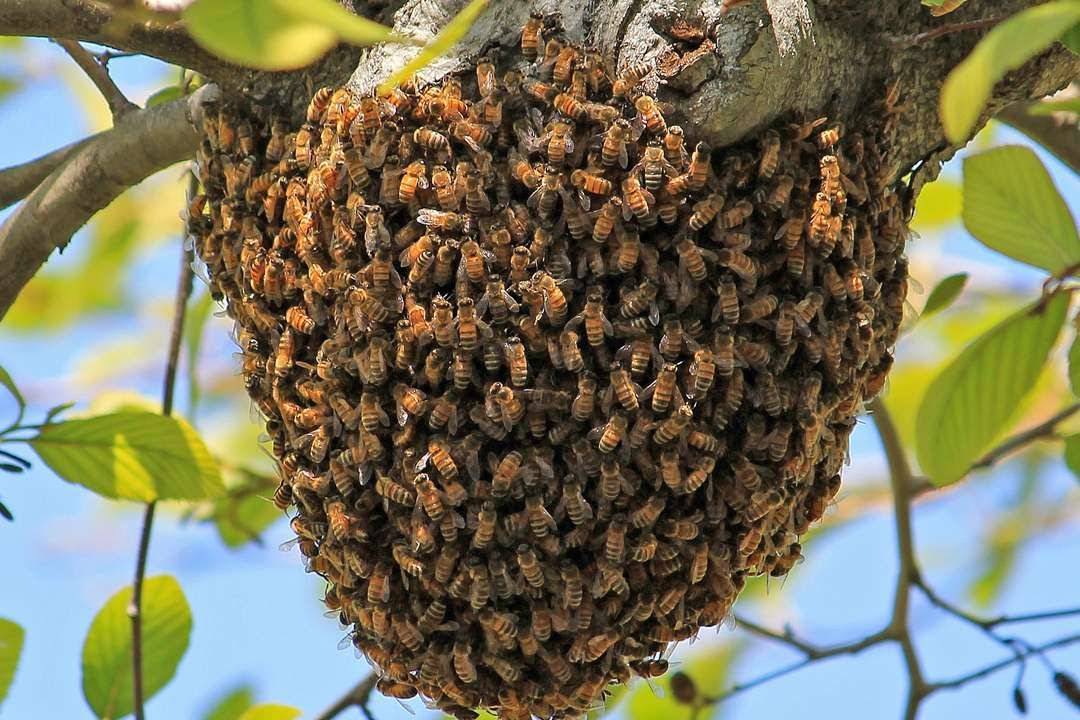 Особенности ульев диких пчел: интересные факты, фото- и видеообзор – med-pochtoi.ru