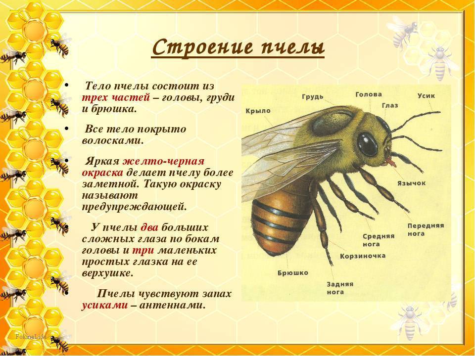 10 важных фактов о пчелах | журнал esquire.ru