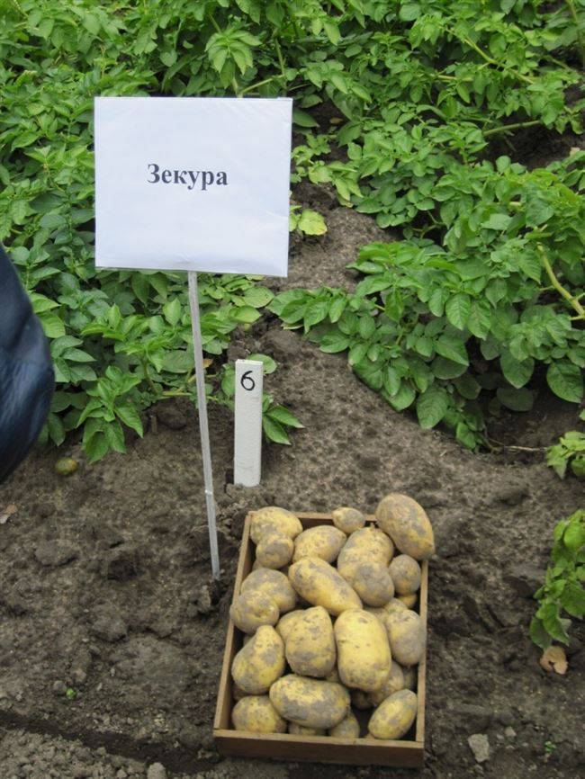 Описание сорта картофеля каратоп — как поднять урожайность