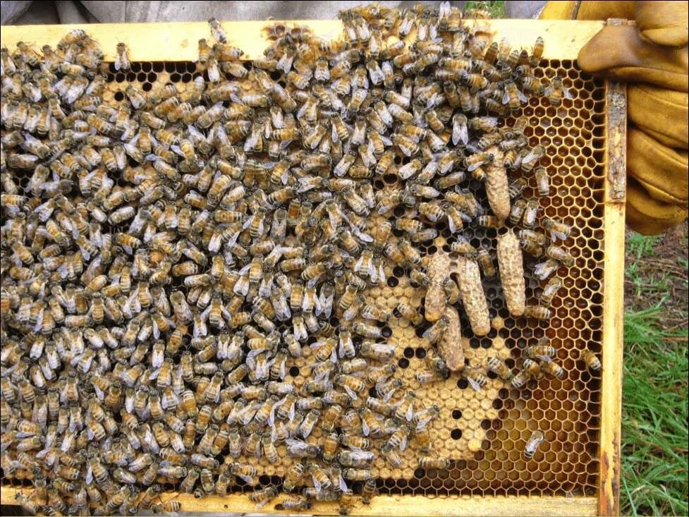 Как сделать отводок пчел без матки: пошаговая инструкция и рекомендации - sammedic.ru