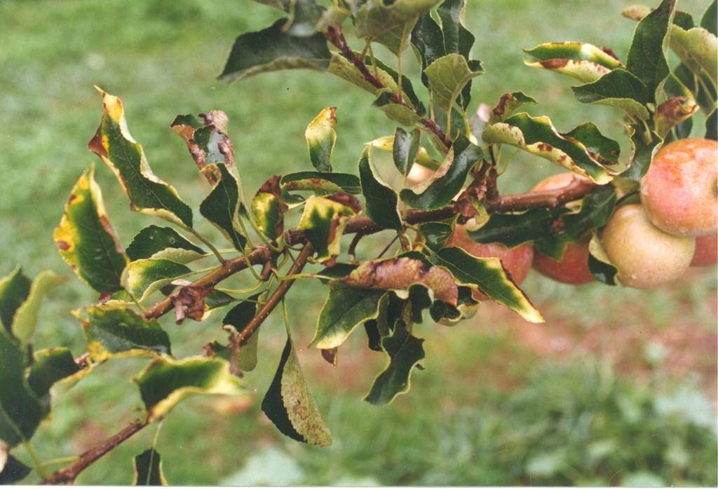 Как помочь яблоне у дерева не развились листья: почему не развиваются