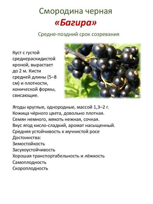 Описание смородины белорусской сладкой — правила посадки, ухода и размножения