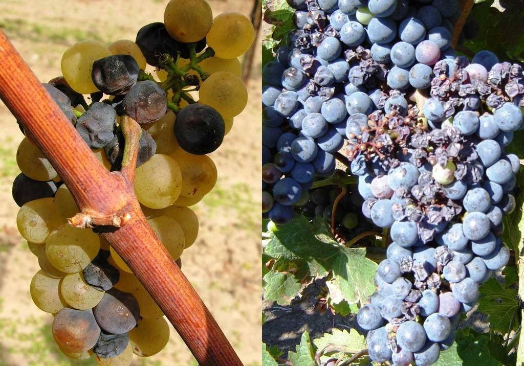 Серая гниль винограда — чем и когда обработать