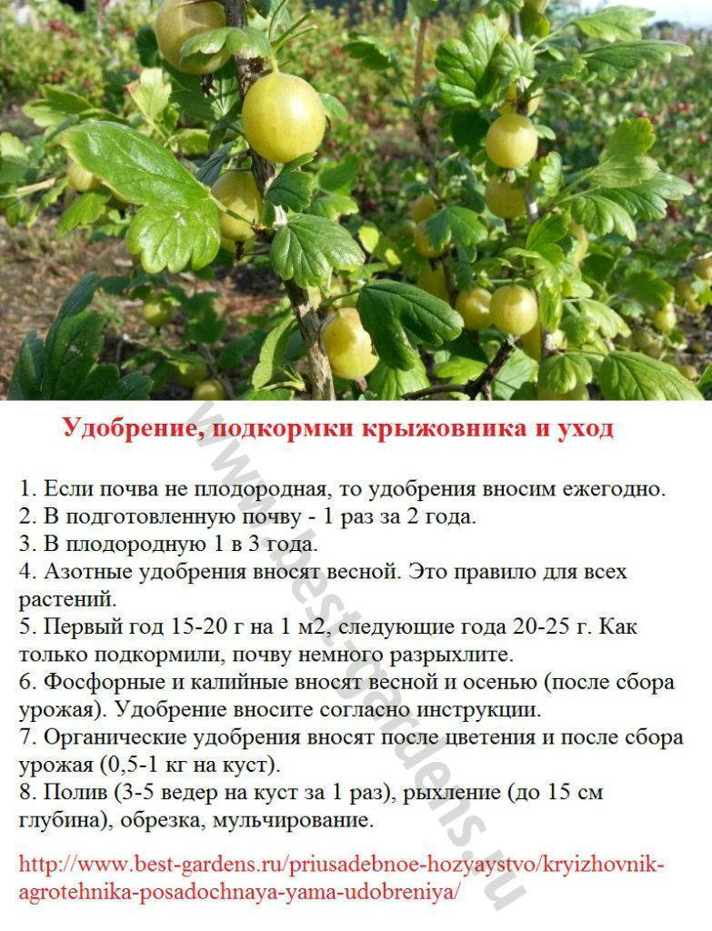 Зацвела вишня: 5 простых процедур в это время и урожай будет богаче, а ягоды крупнее и слаще - дзен дневник