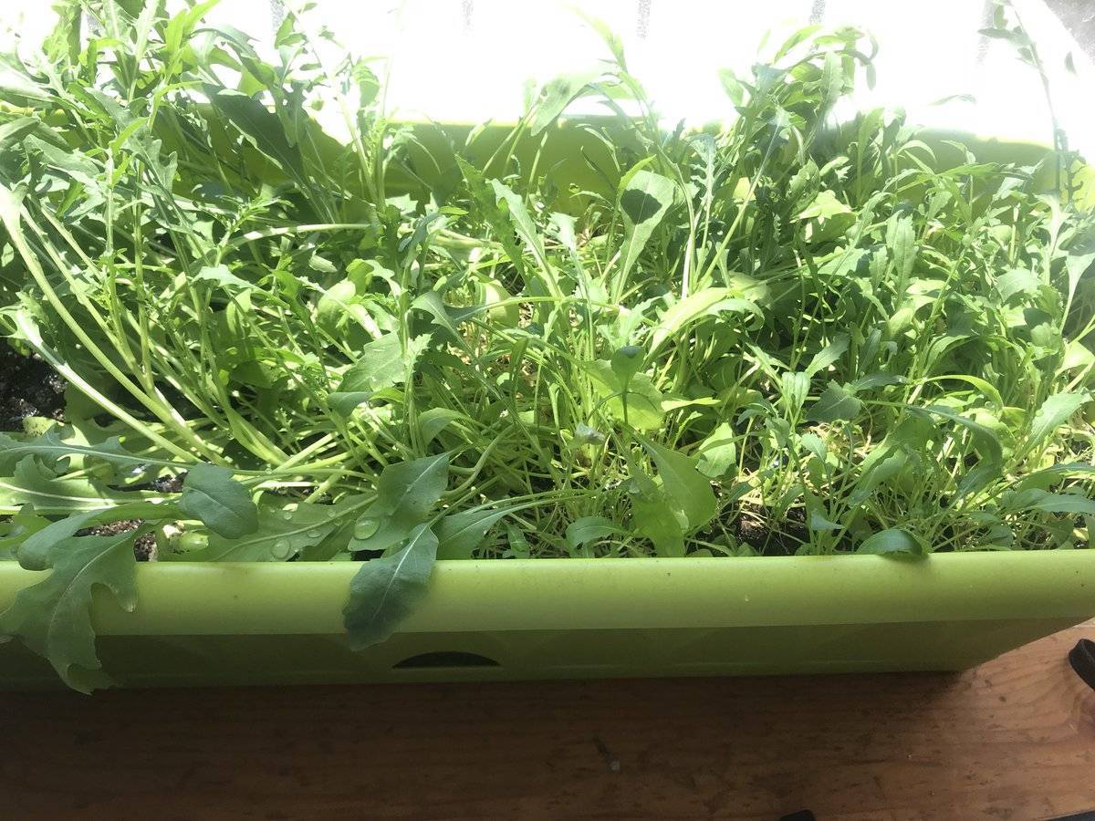 Как можно вырастить рукколу в домашних условиях на подоконнике, посадка и уход - лучший огород