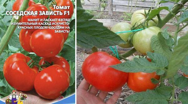 О томате соседская зависть: описание сорта, характеристики помидоров, посев